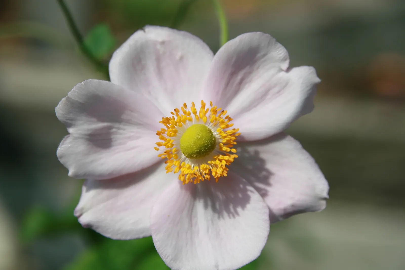 Japanese Anemone (Anemone X Hybrida) — preferring a location with partial shade to full sun in cooler climates