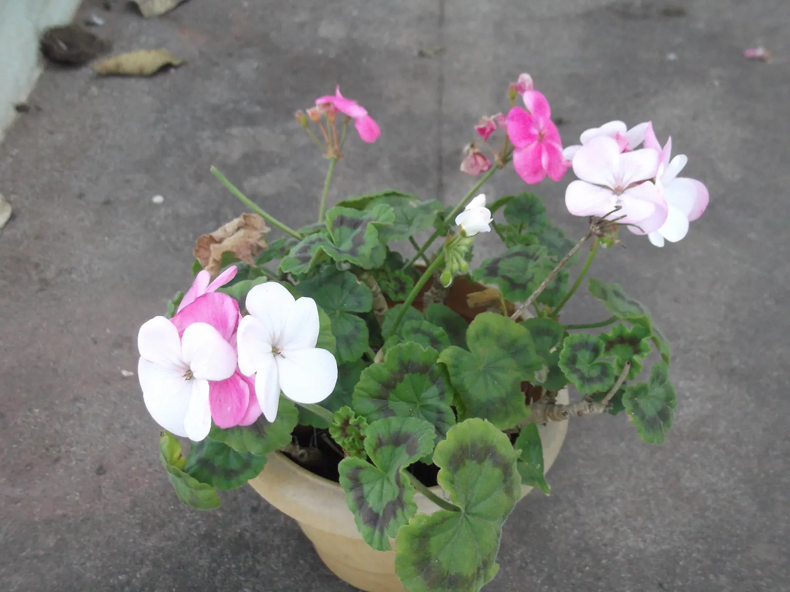 Martha Washington Geranium (Pelargonium Domesticum) — each with intricate vein-like patterns and often a contrasting center.<br><br>For optimal growth