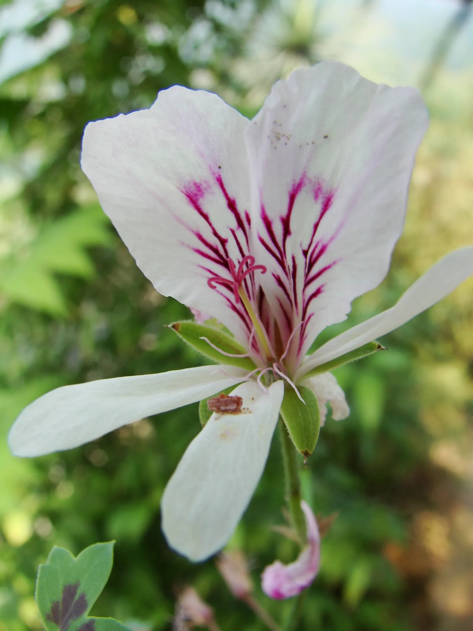 Martha Washington Geranium (Pelargonium Domesticum) — although it is crucial to let the soil dry out slightly between waterings to prevent root rot