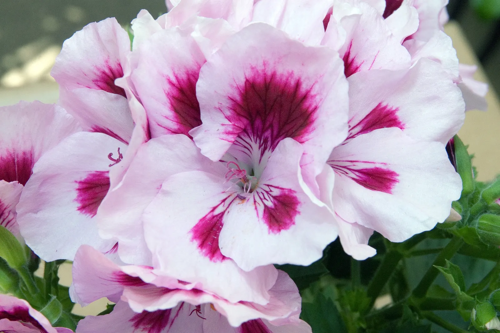 Martha Washington Geranium (Pelargonium Domesticum) — Title: Martha Washington Geranium (Pelargonium domesticum)<br><br>The Martha Washington Geranium