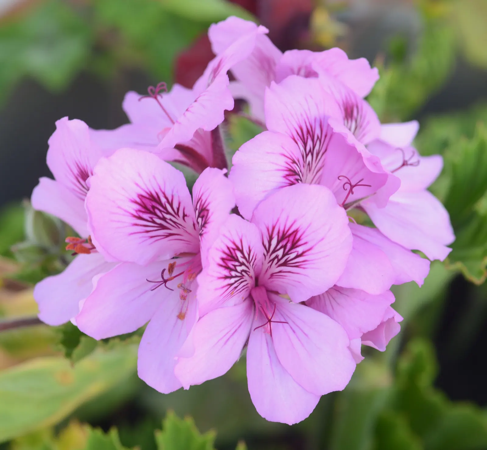 Martha Washington Geranium (Pelargonium Domesticum) — Ideal for containers or as an accent; with proper care, these geraniums will reward the garden with their