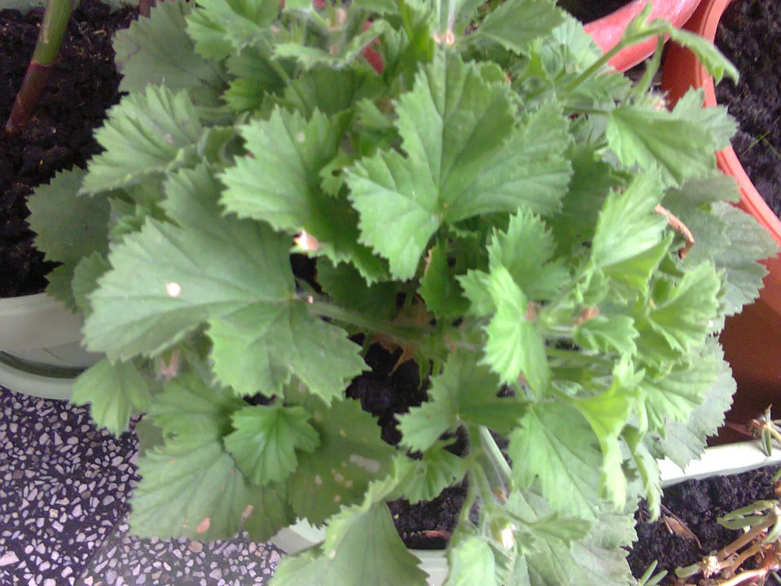 Martha Washington Geranium (Pelargonium Domesticum) — Flourishing in USDA zones 10-11, it reaches 12-18 inches in height with a similar spread