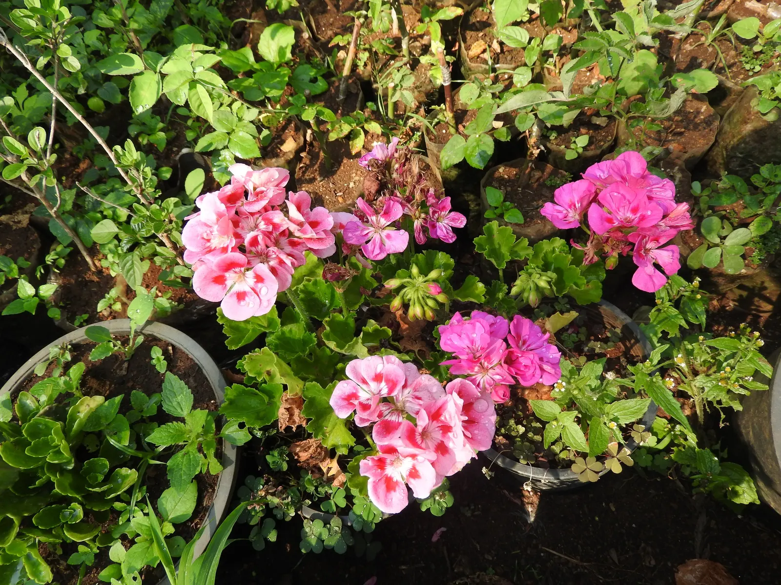 Martha Washington Geranium (Pelargonium Domesticum) — With proper care, these geraniums will reward the garden with their striking appearance and bountiful