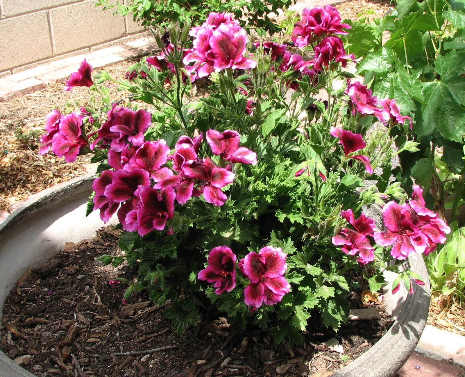 Martha Washington Geranium (Pelargonium Domesticum) — water-soluble fertilizer.<br><br>In landscape design