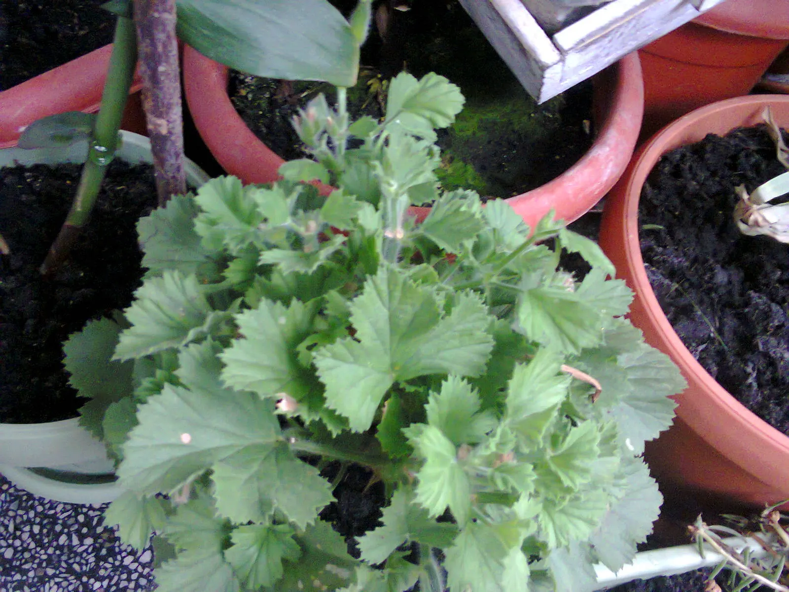 Martha Washington Geranium (Pelargonium Domesticum) — Deadhead regularly for prolonged blooming