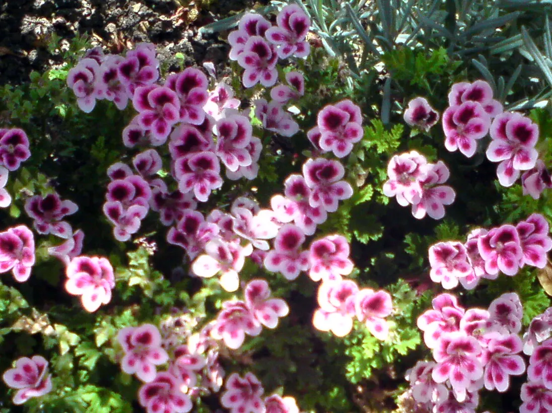 Martha Washington Geranium (Pelargonium Domesticum) — scientifically known as Pelargonium domesticum; with proper care, these geraniums will reward the garden