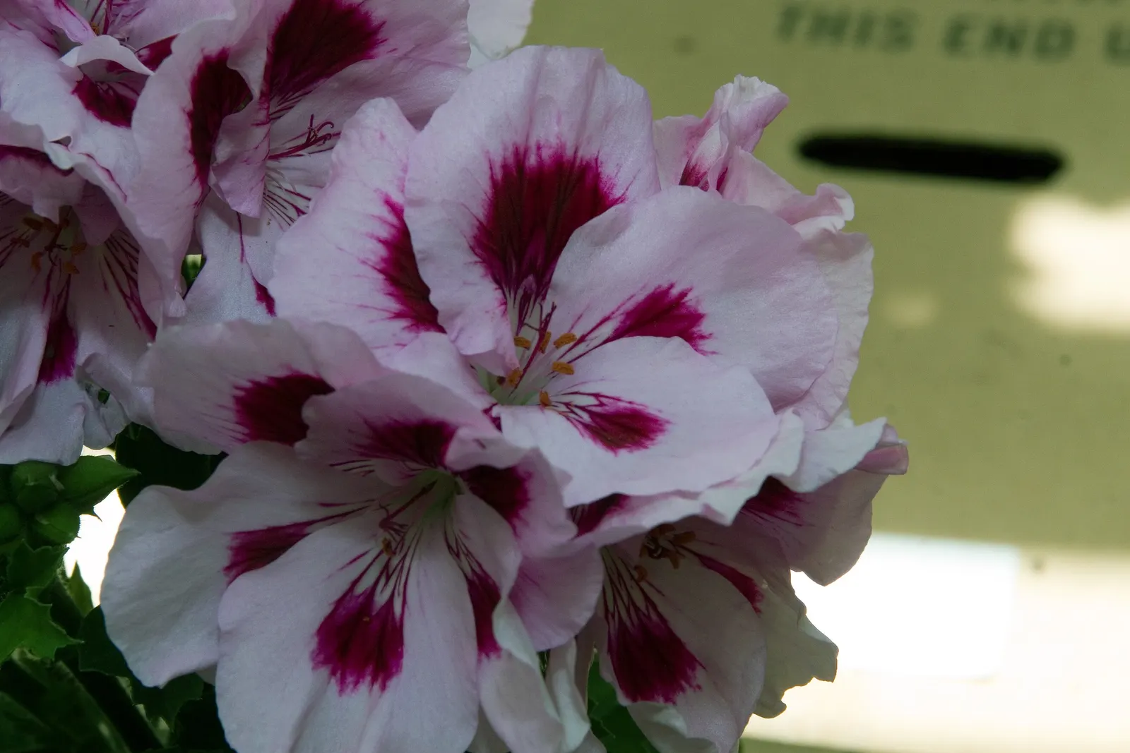 Martha Washington Geranium (Pelargonium Domesticum) — is a true asset to any ornamental garden