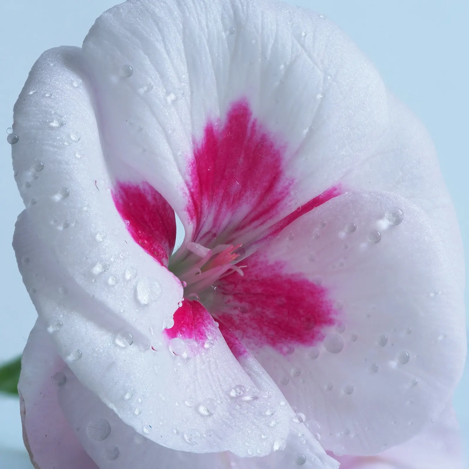 Martha Washington Geranium (Pelargonium Domesticum) — Deadhead regularly for prolonged blooming; ideal for containers or as an accent