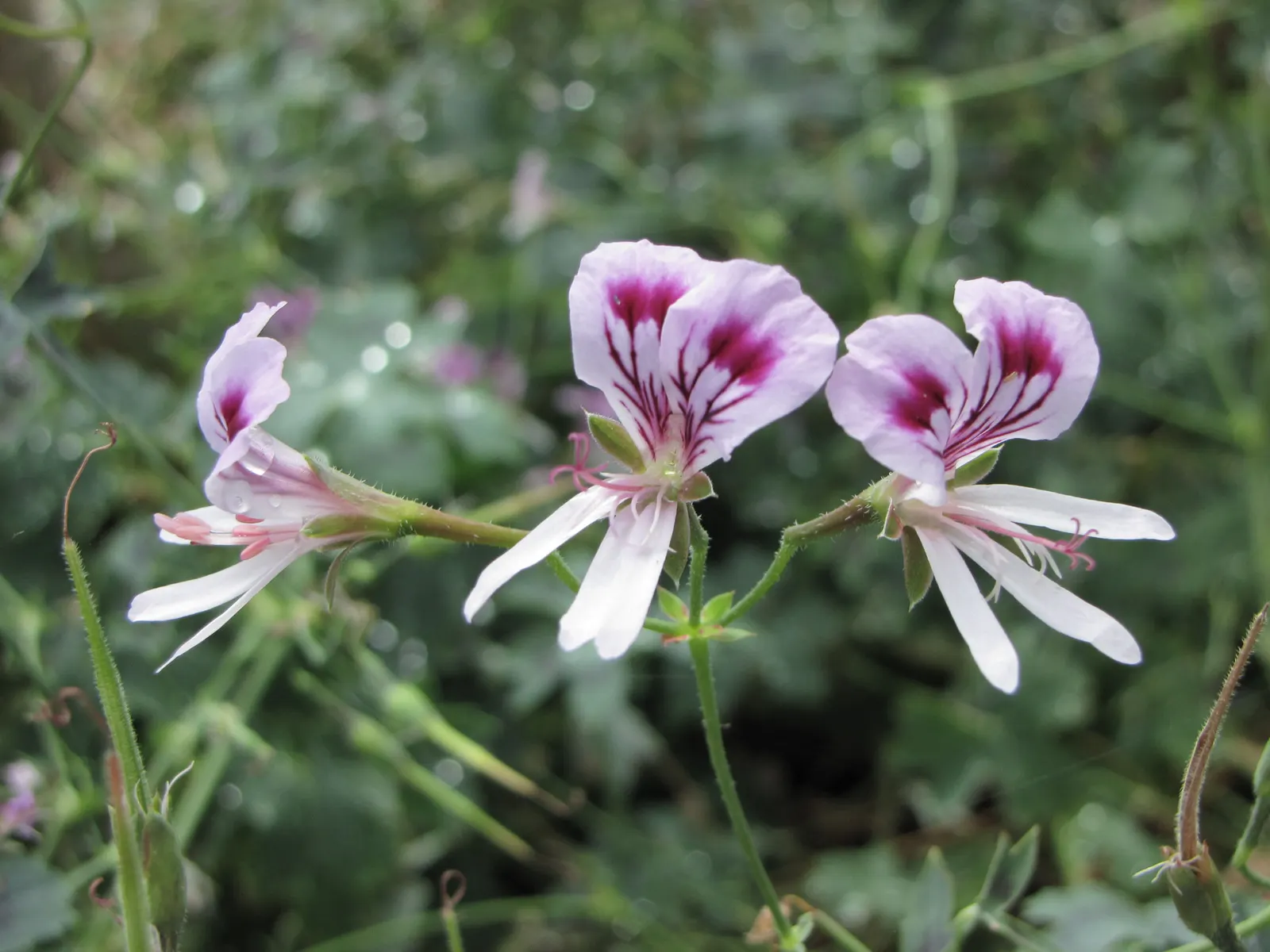Martha Washington Geranium (Pelargonium Domesticum) — which can be detrimental to its health.<br><br>Regular watering is essential