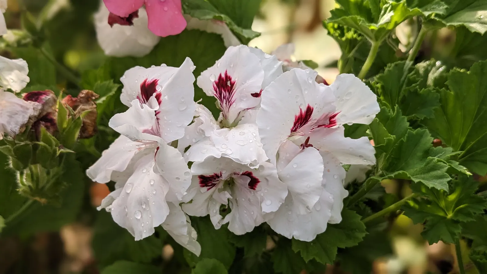 Martha Washington Geranium (Pelargonium Domesticum) — perennial for full or half