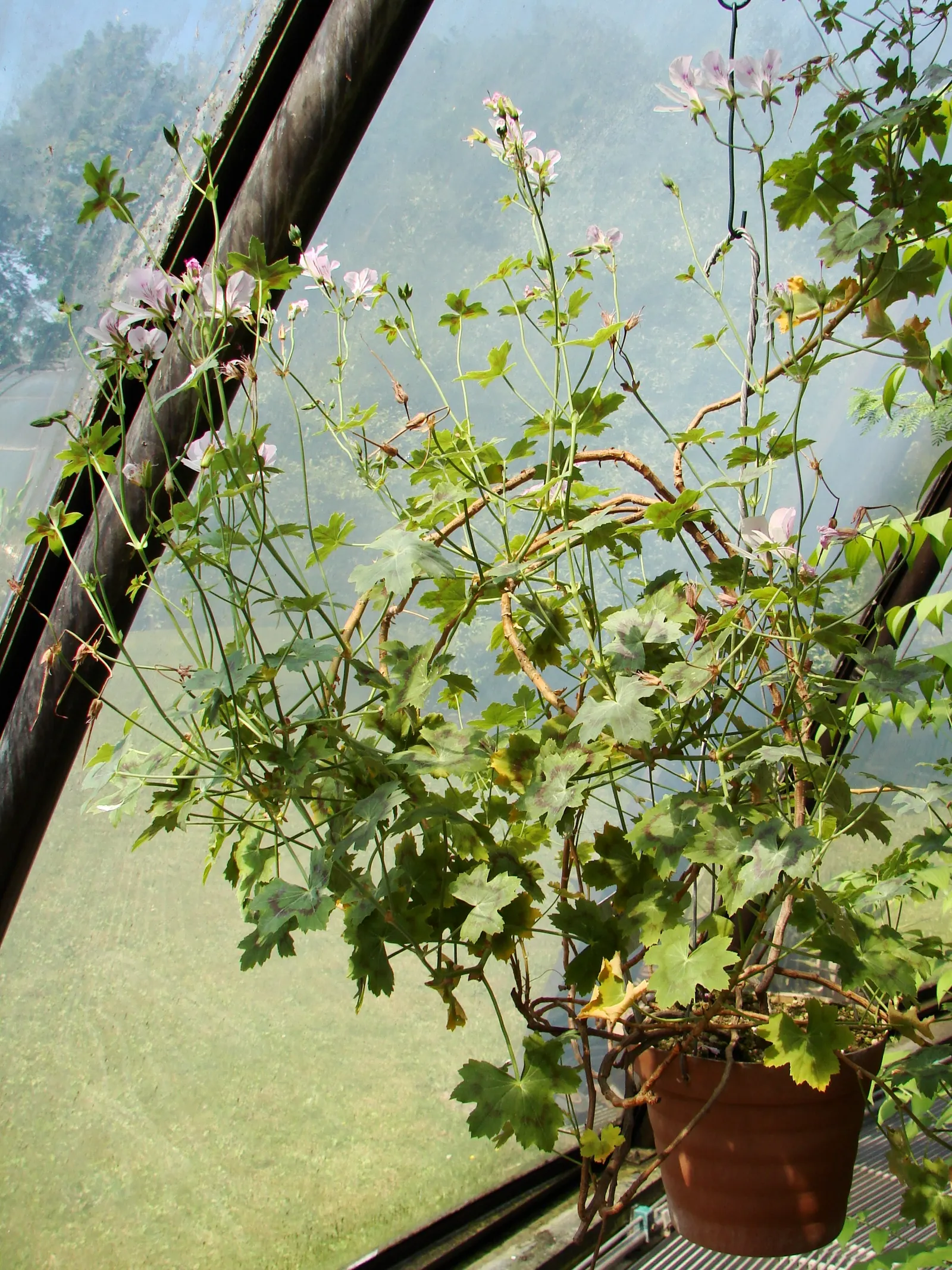 Martha Washington Geranium (Pelargonium Domesticum) — scientifically known as Pelargonium domesticum