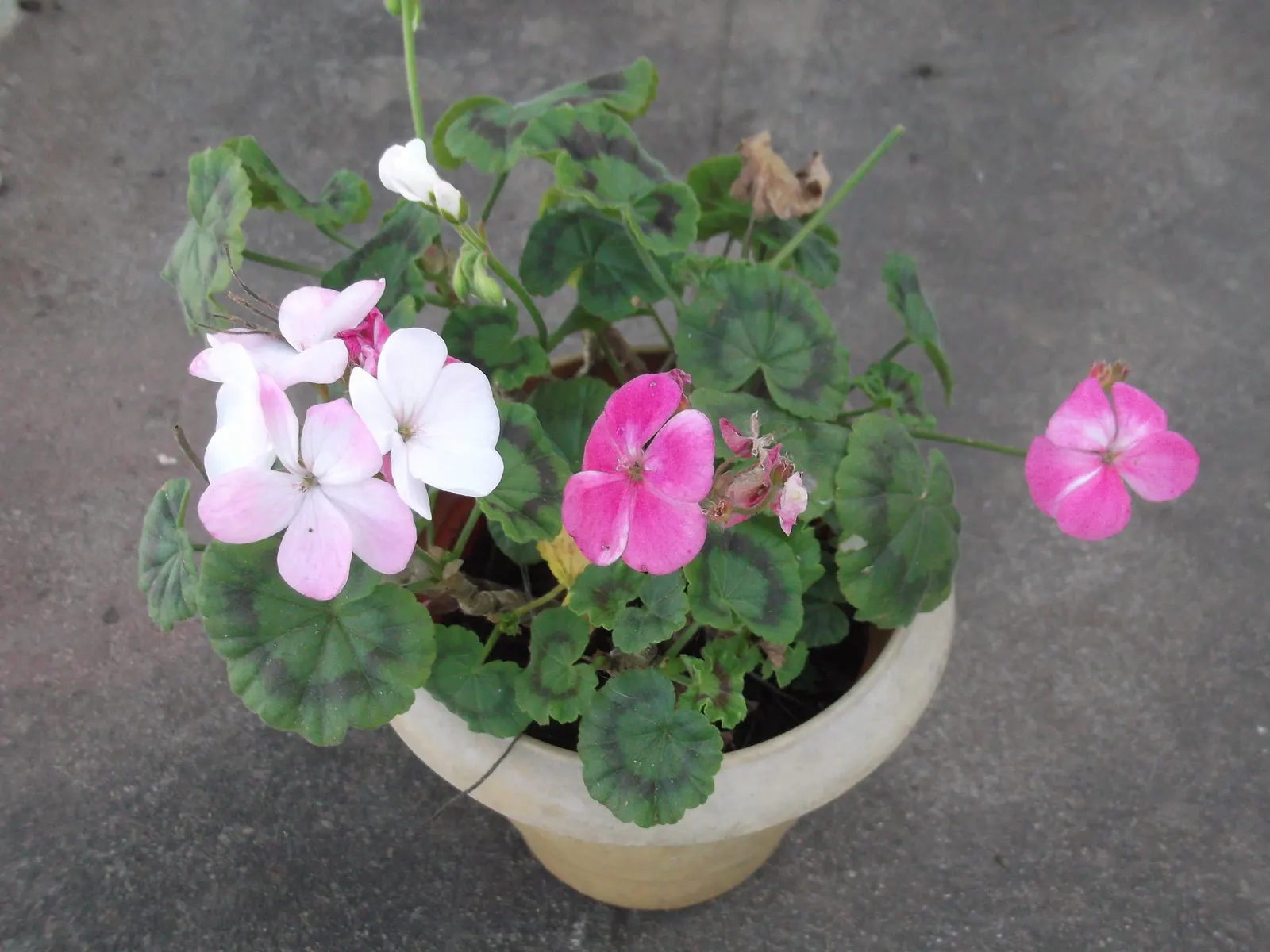 Martha Washington Geranium (Pelargonium Domesticum) — This species is best grown in zones 10 to 11