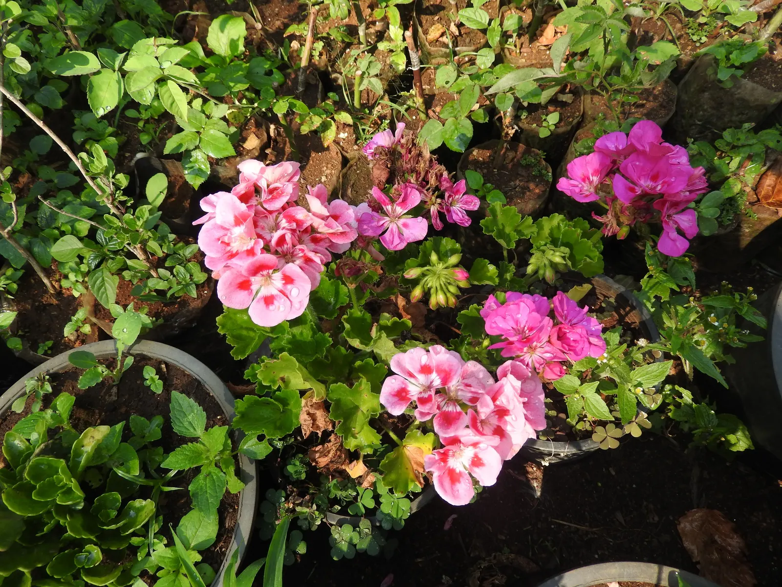 Martha Washington Geranium (Pelargonium Domesticum) — where their floriferous display can truly shine
