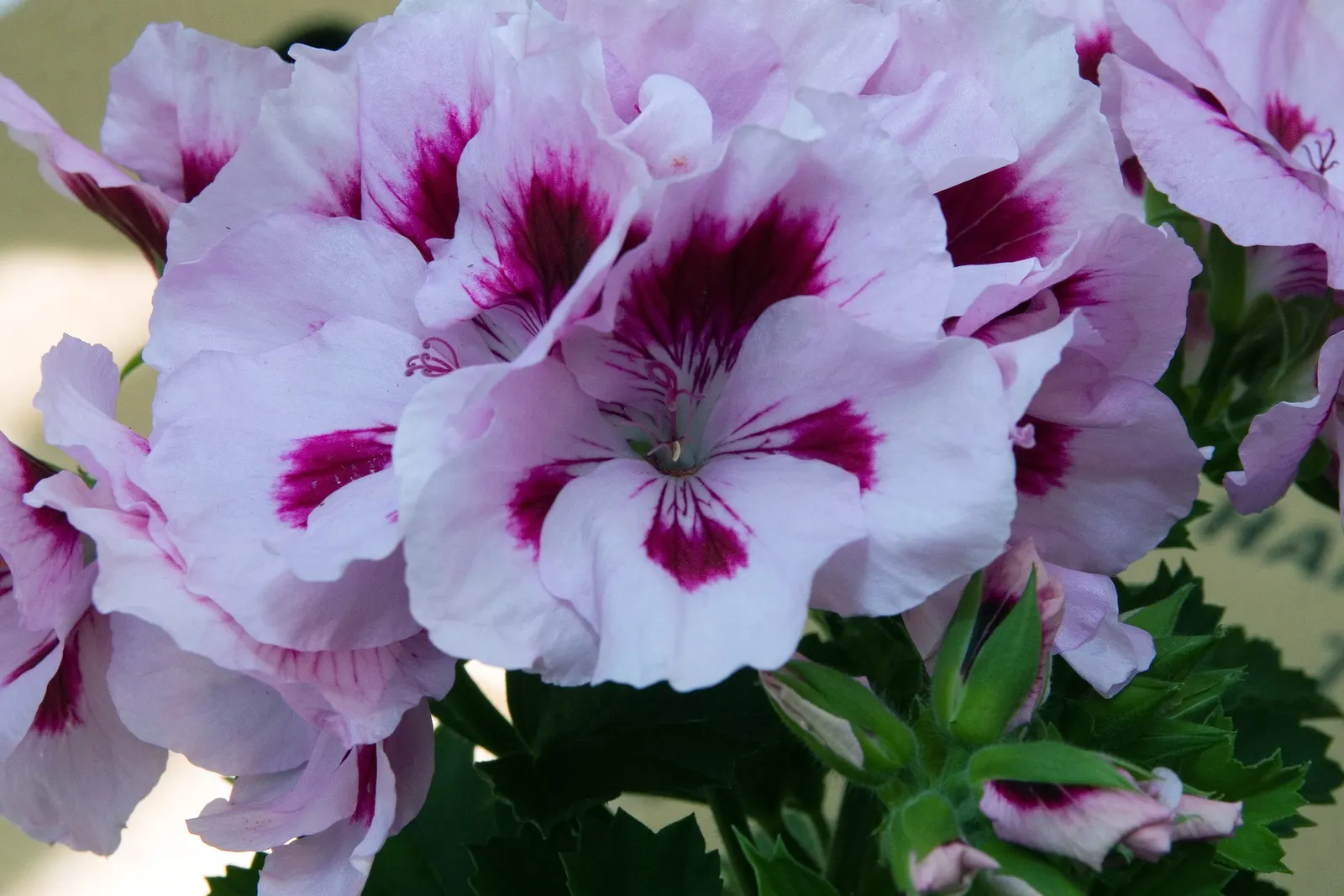 Martha Washington Geranium (Pelargonium Domesticum) — exhibits a mounding habit typically reaching 12 to 24 inches in height and spreading up to 18 inches wide
