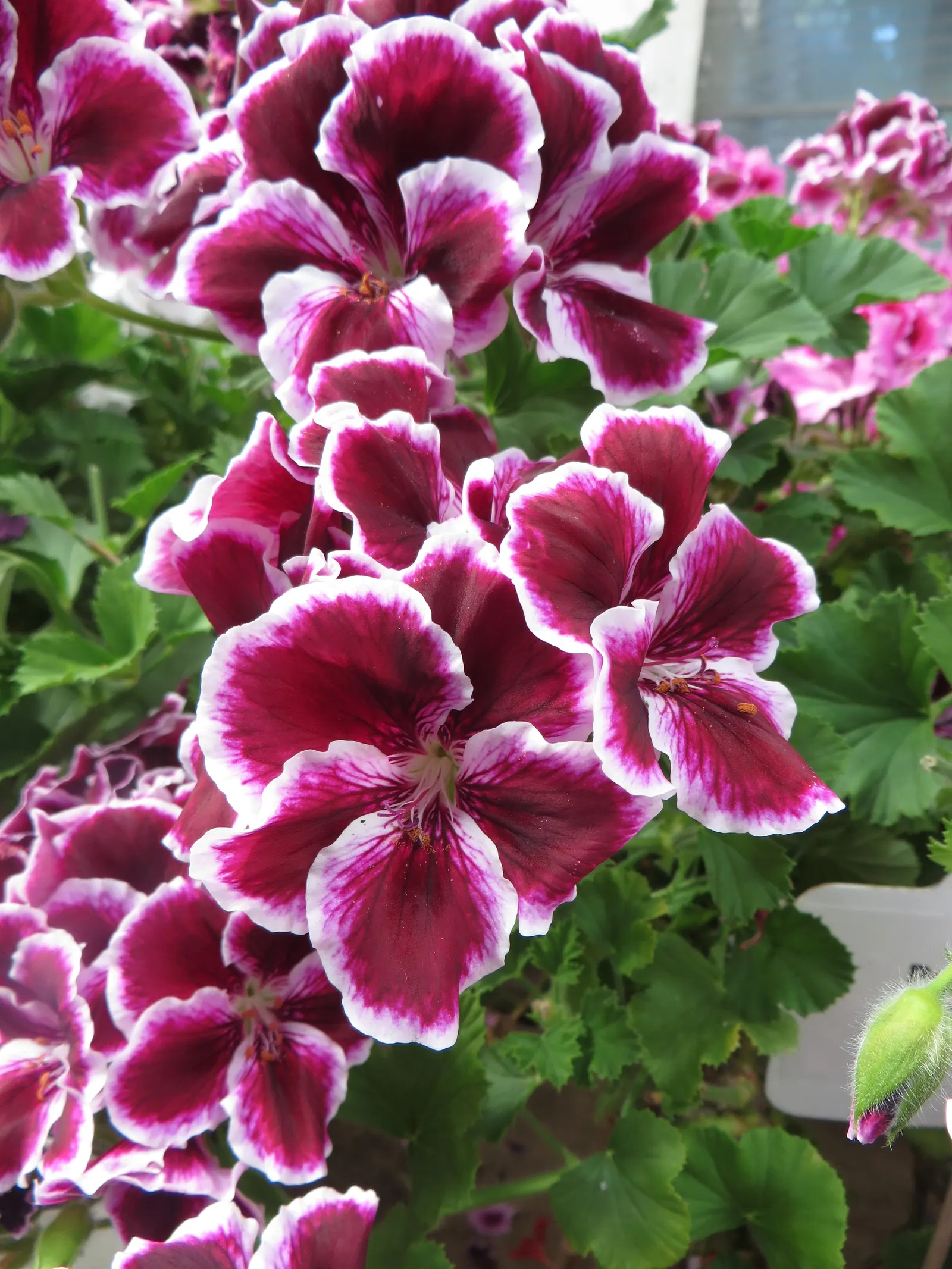 Martha Washington Geranium (Pelargonium Domesticum) — ruffled flowers in hues of pink