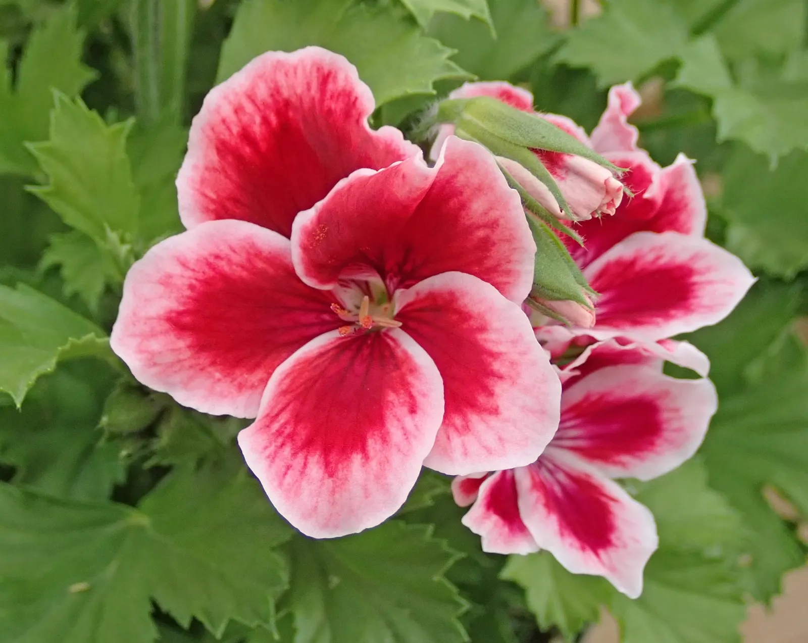 Martha Washington Geranium (Pelargonium Domesticum) — Title: Martha Washington Geranium (Pelargonium domesticum)<br><br>The Martha Washington Geranium; which