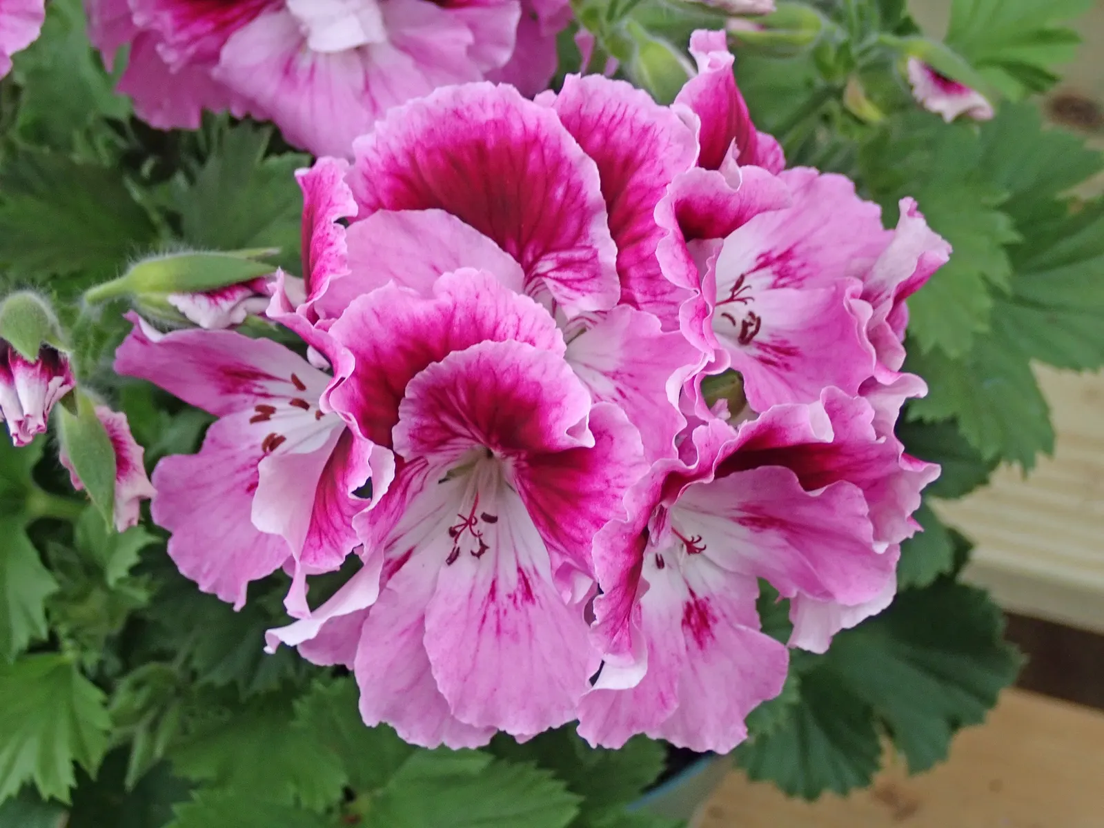 Martha Washington Geranium (Pelargonium Domesticum) — perennial with multi-colored and orange and pink and purple and red blooms