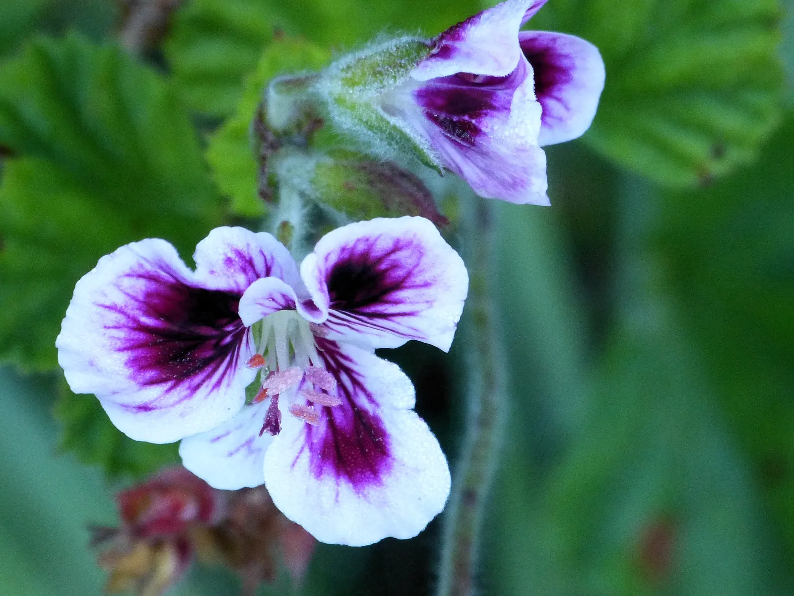 Martha Washington Geranium (Pelargonium Domesticum) — ruffled flowers in hues of pink; ideal for containers or as an accent
