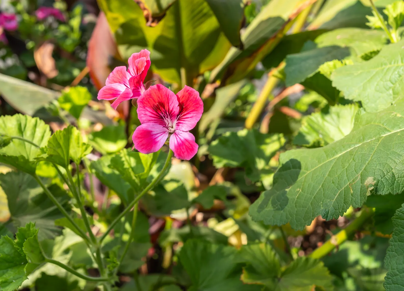 Martha Washington Geranium (Pelargonium Domesticum) — Fertilization is recommended every four to six weeks during active growth periods