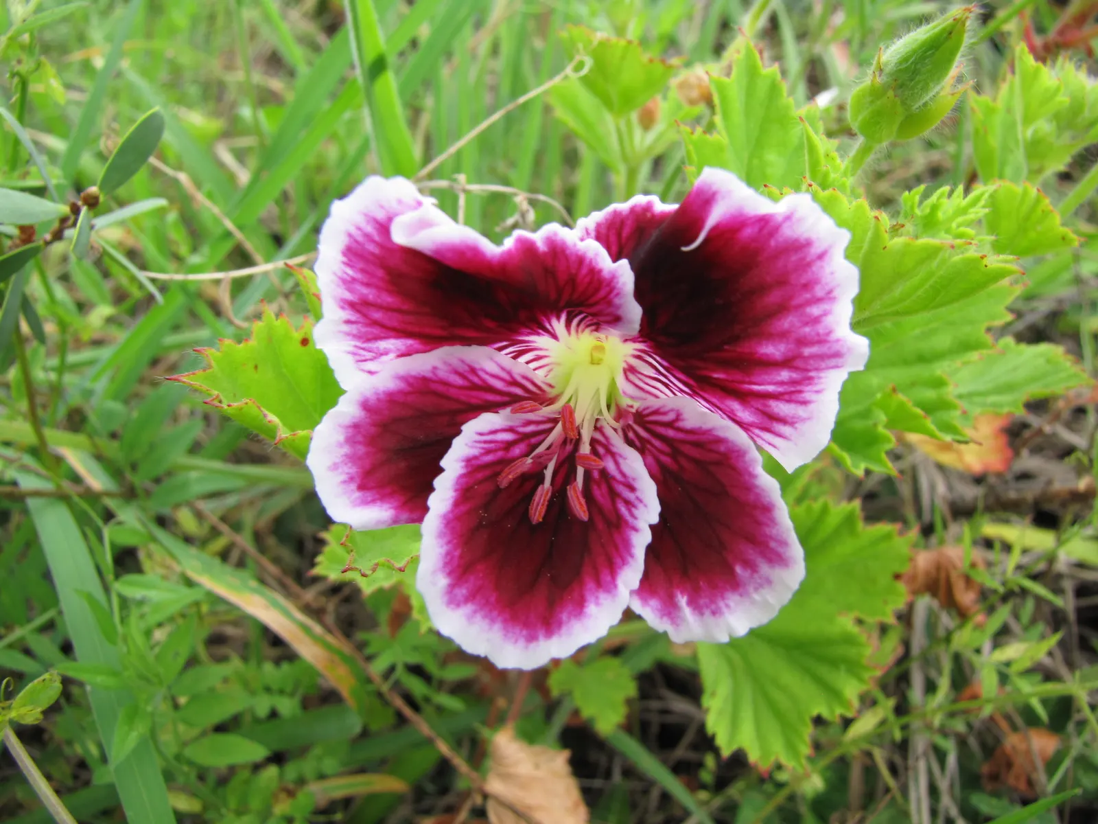 Martha Washington Geranium (Pelargonium Domesticum) — To encourage continued blooming