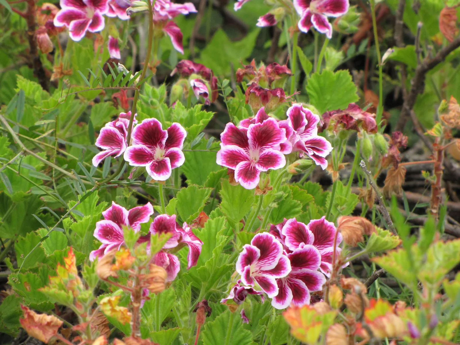 Martha Washington Geranium (Pelargonium Domesticum) — commonly admired for its vibrant blooms and lush; exhibits a mounding habit typically reaching 12 to 24