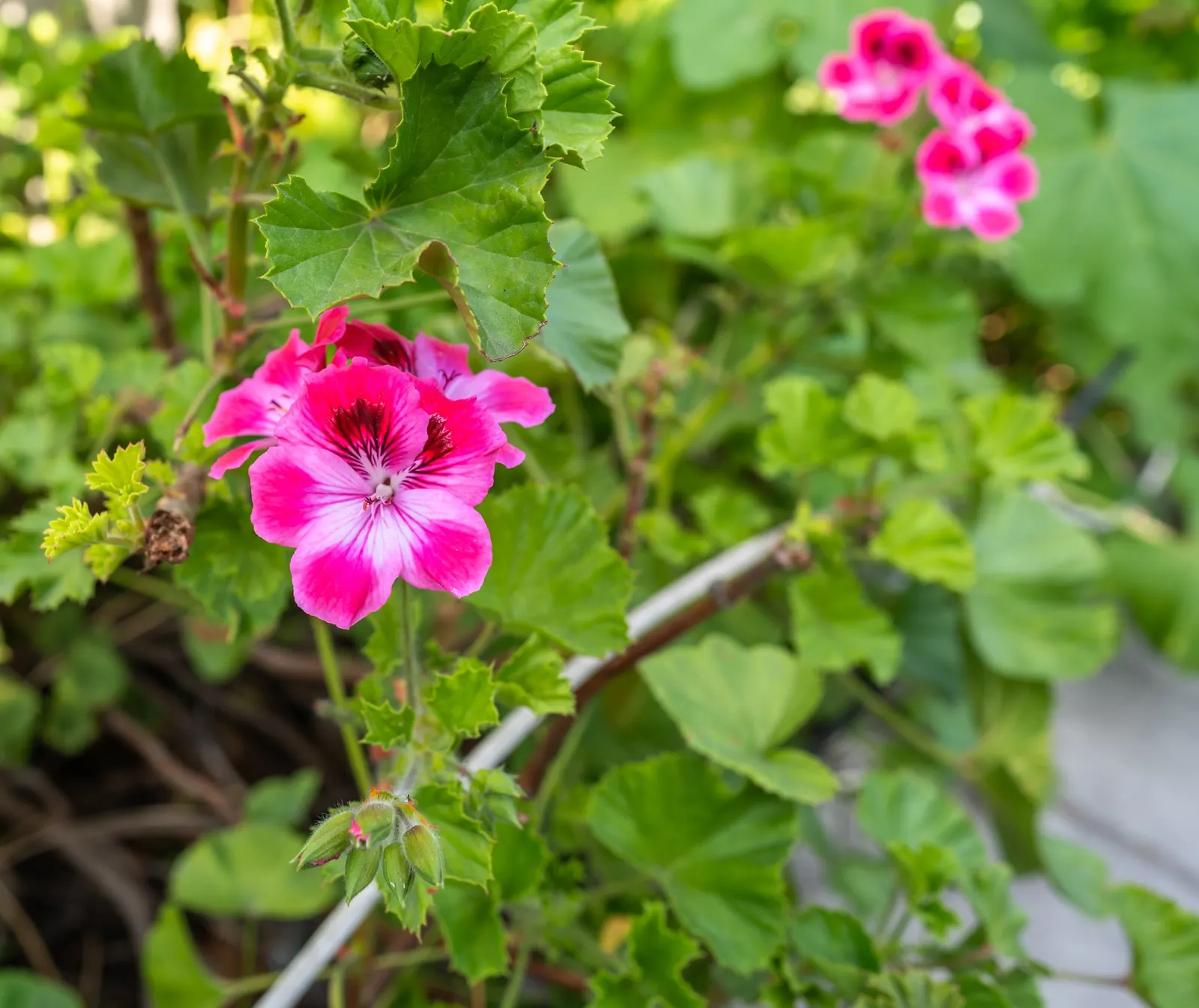 Martha Washington Geranium (Pelargonium Domesticum) — Protect from frost to maintain perennial vitality