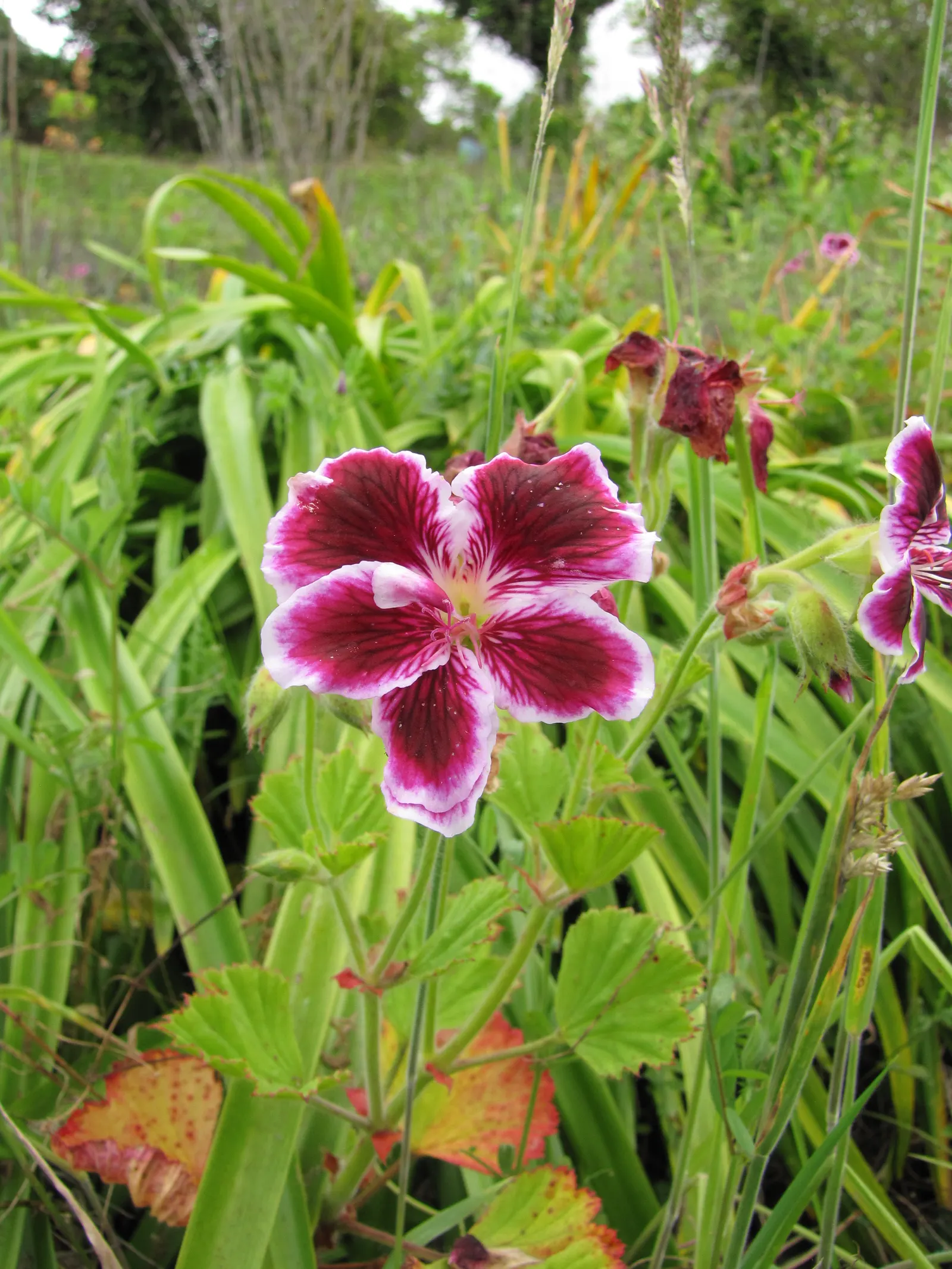 Martha Washington Geranium (Pelargonium Domesticum) — as harsh sunlight can damage its leaves