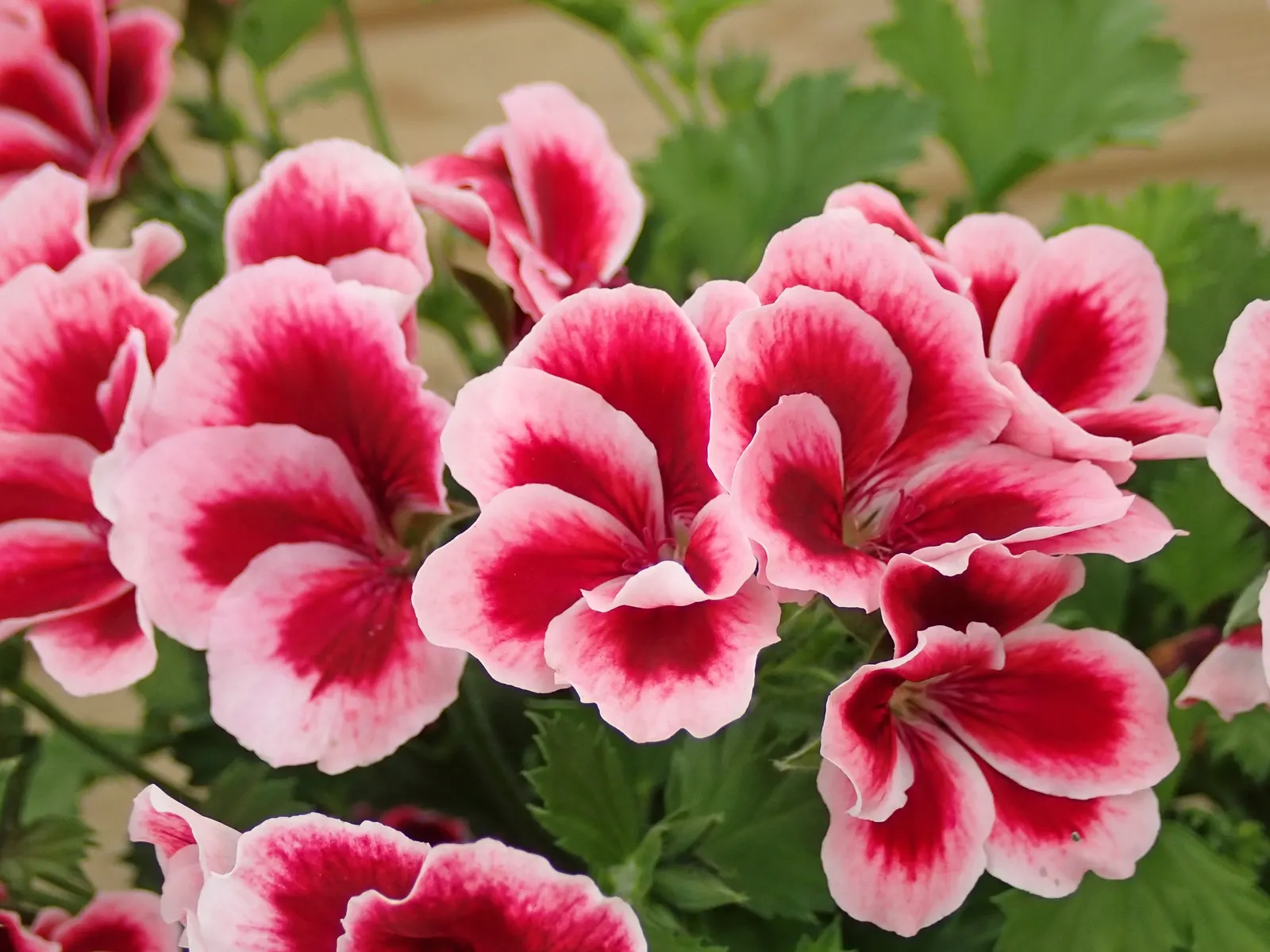 Martha Washington Geranium (Pelargonium Domesticum) — is a true asset to any ornamental garden; ideal for containers or as an accent