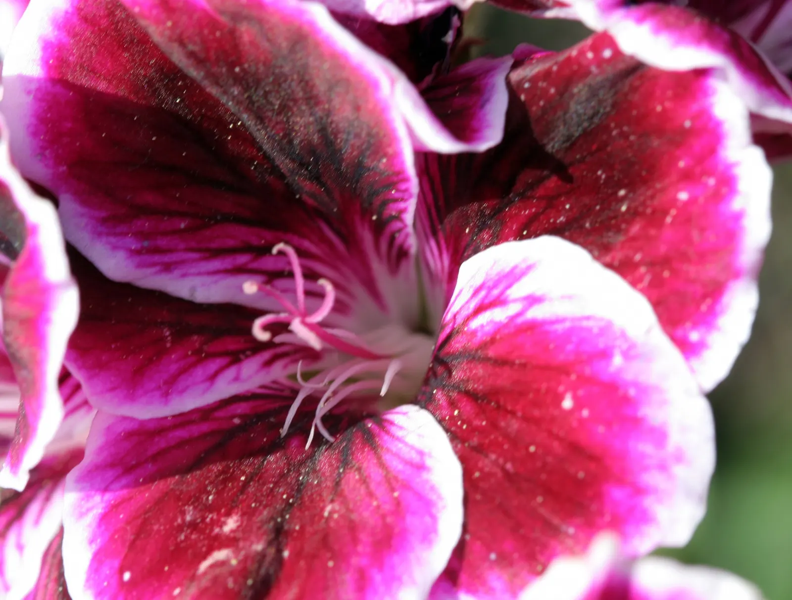 Martha Washington Geranium (Pelargonium Domesticum) — This geranium variety prefers slightly cooler temperatures and should be protected from frosts