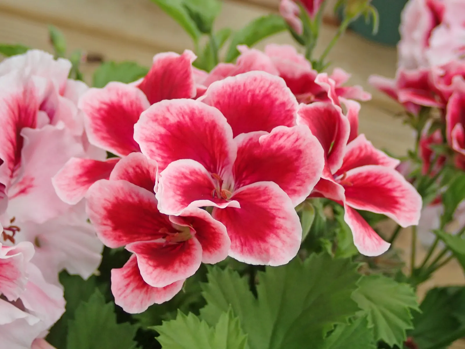 Martha Washington Geranium (Pelargonium Domesticum) — Prefers well-drained soil and partial to full sunlight; which can be detrimental to its
