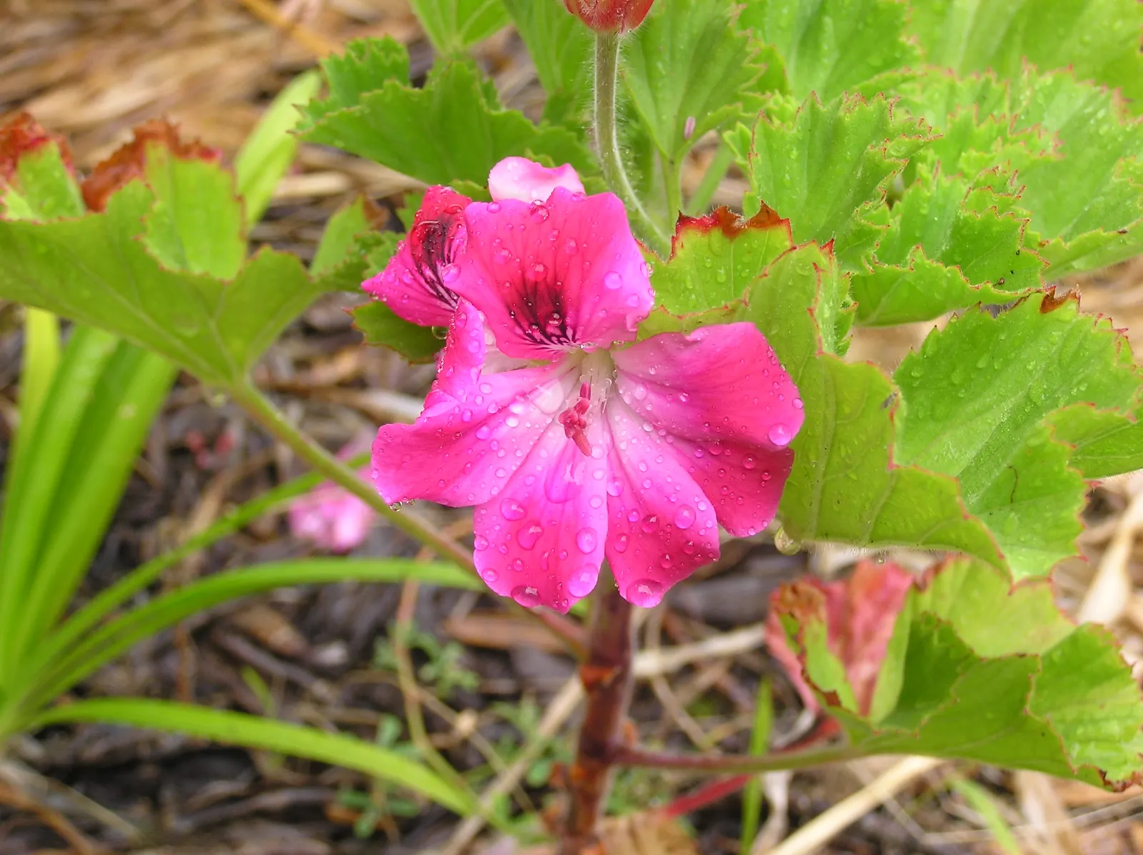 Martha Washington Geranium (Pelargonium Domesticum) — commonly admired for its vibrant blooms and lush