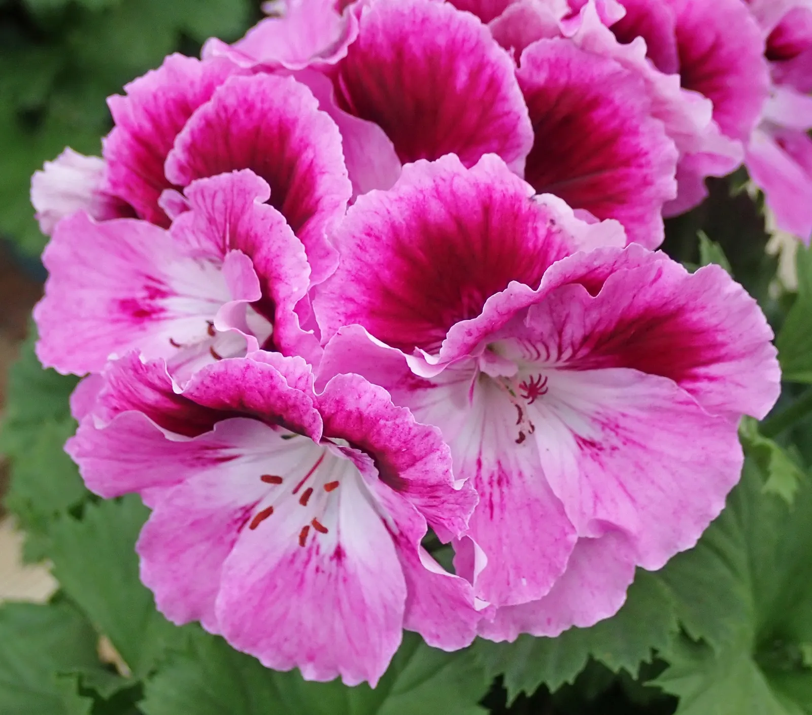 Martha Washington Geranium (Pelargonium Domesticum) — Protect from frost to maintain perennial vitality; exhibits a mounding habit typically reaching 12 to 24