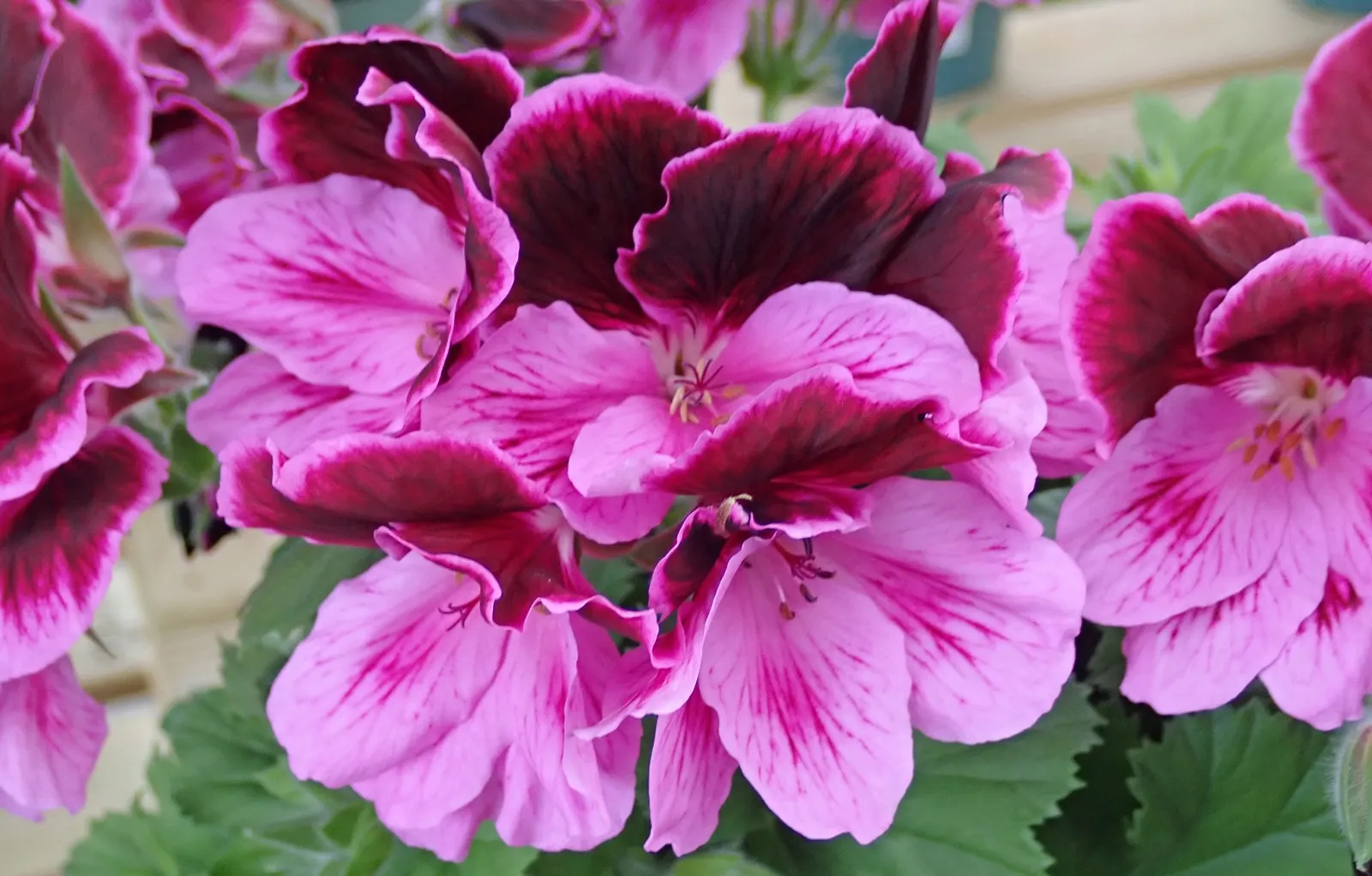 Martha Washington Geranium (Pelargonium Domesticum) — The blossoms showcase a striking range of colors - from whites and pinks to deep purples and reds