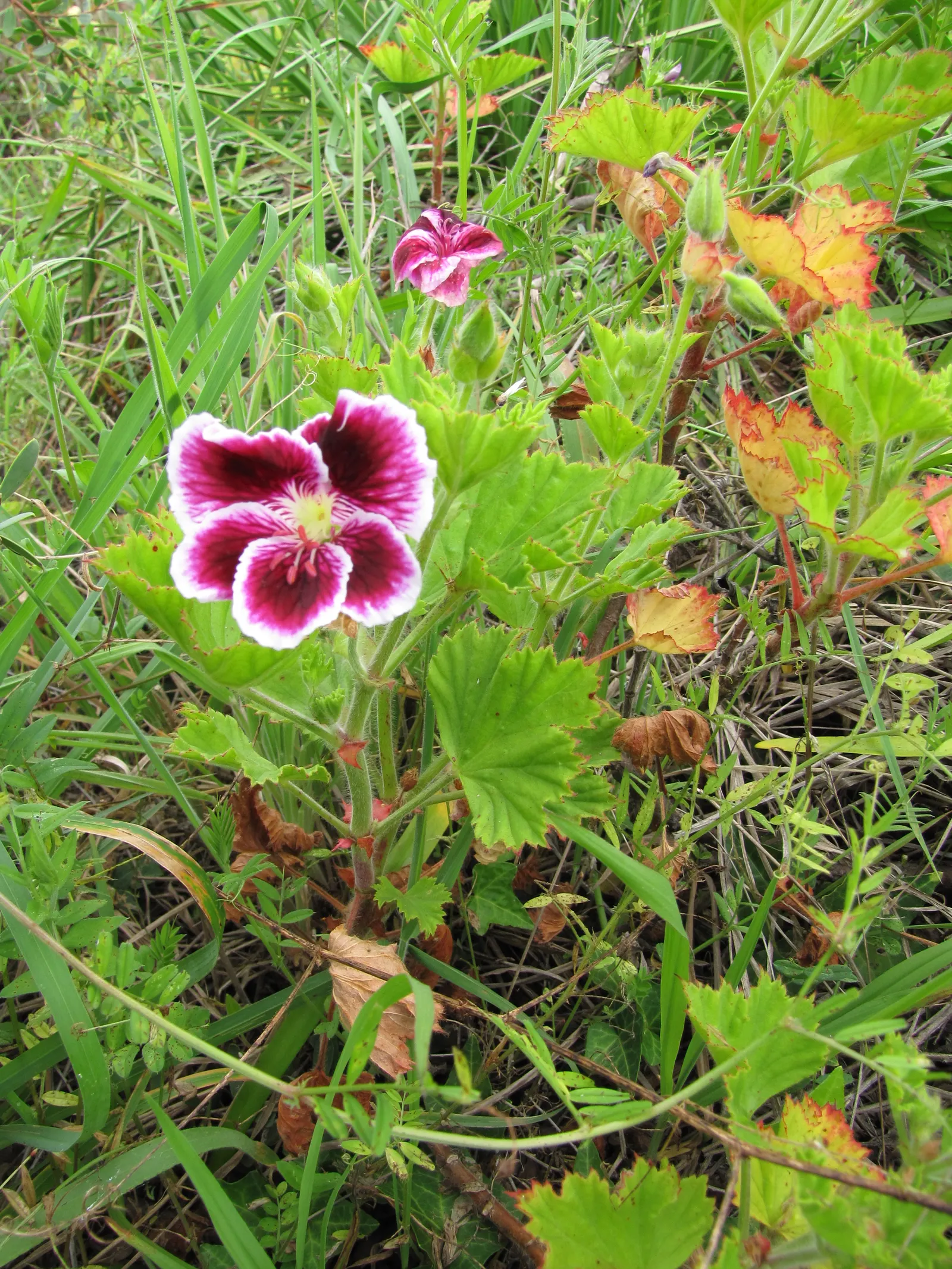 Martha Washington Geranium (Pelargonium Domesticum) — routinely deadhead spent flowers and provide adequate air circulation to keep pests and diseases at bay