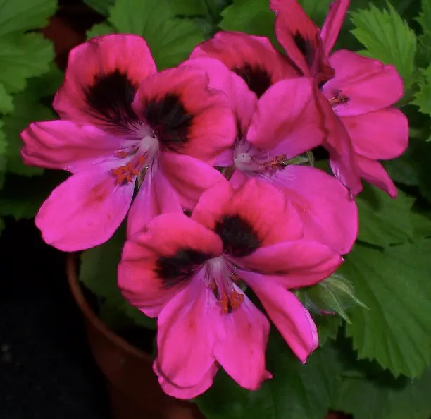 Martha Washington Geranium (Pelargonium Domesticum) — Prefers well-drained soil and partial to full sunlight