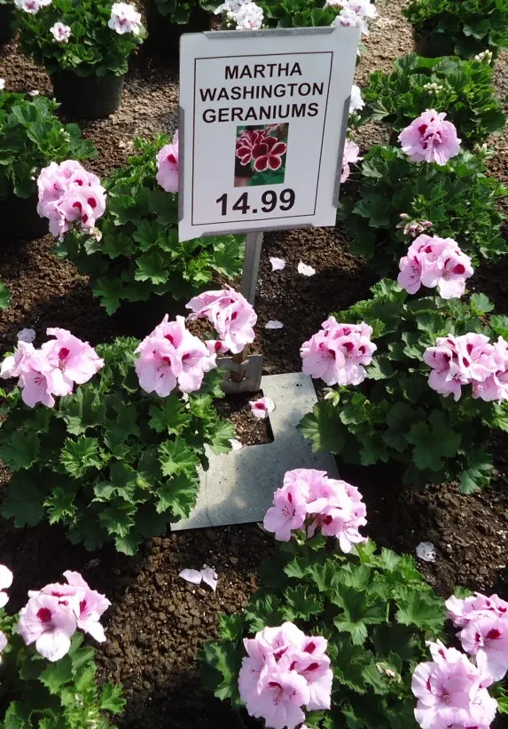 Martha Washington Geranium (Pelargonium Domesticum) — multi-colored and orange and pink and purple and red flowers in the garden