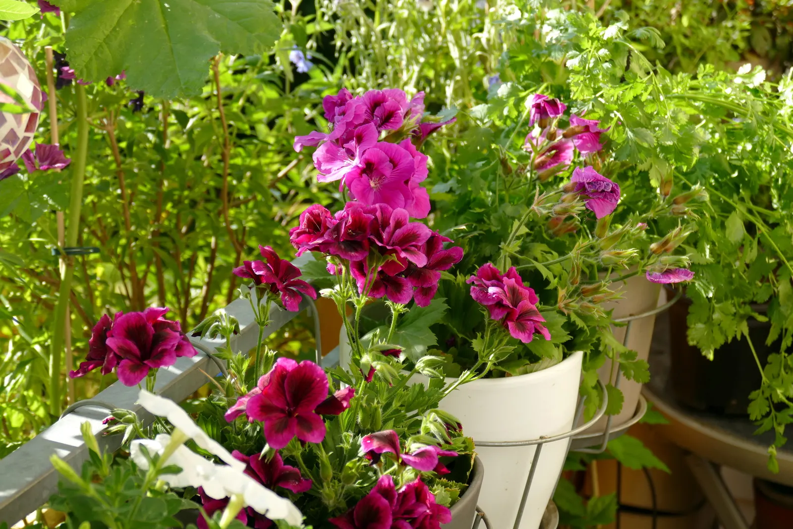Martha Washington Geranium (Pelargonium Domesticum) — Ideal for containers or as an accent