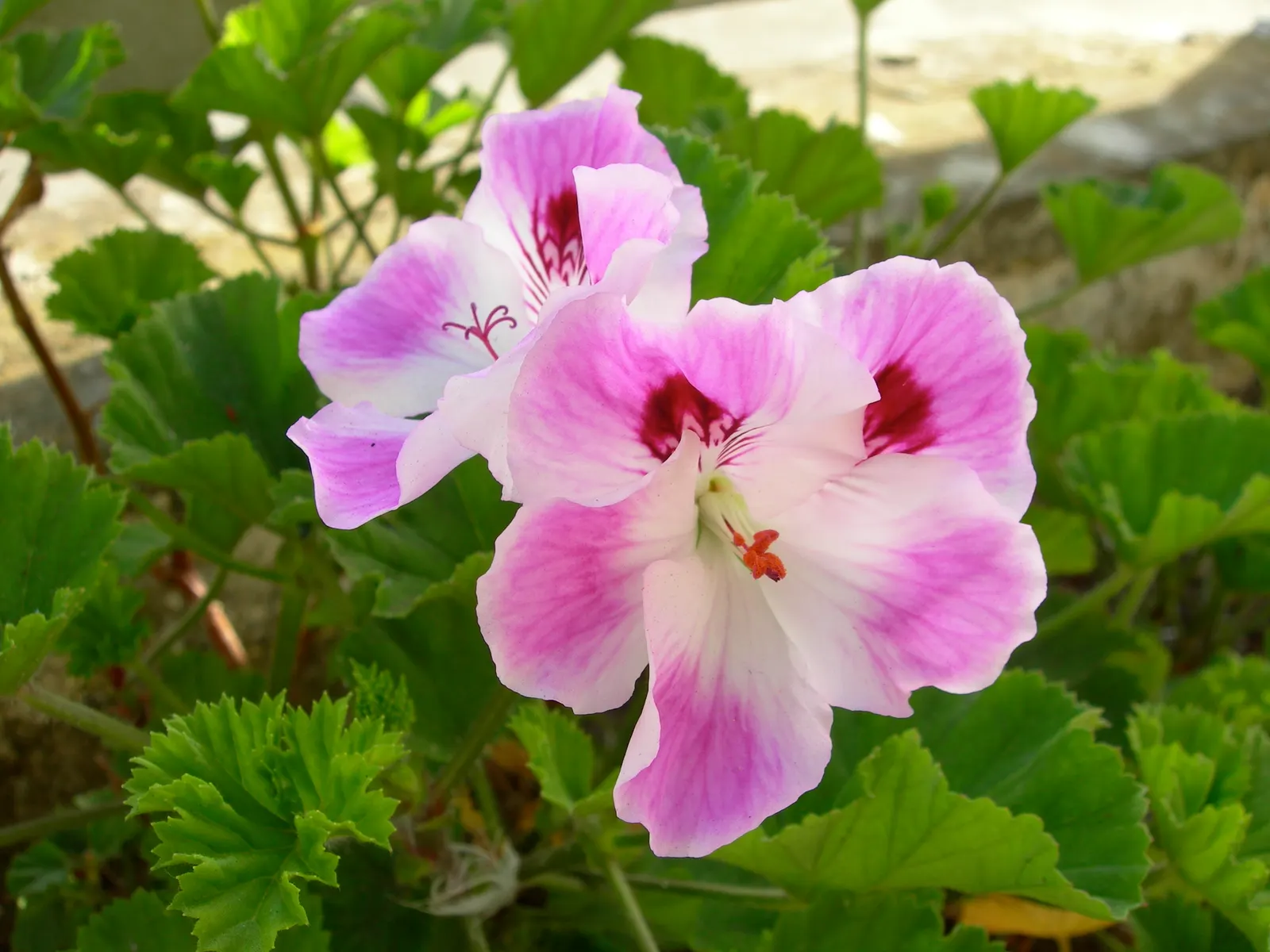 Martha Washington Geranium (Pelargonium Domesticum) — exhibits a mounding habit typically reaching 12 to 24 inches in height and spreading up to 18 inches