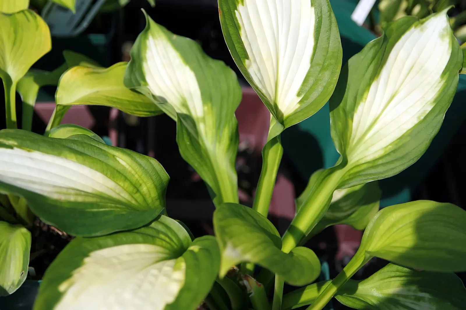 Captain Kirk Hosta (Hosta 'Captain Kirk') — heart-shaped leaves with golden centers and contrasting dark green margins