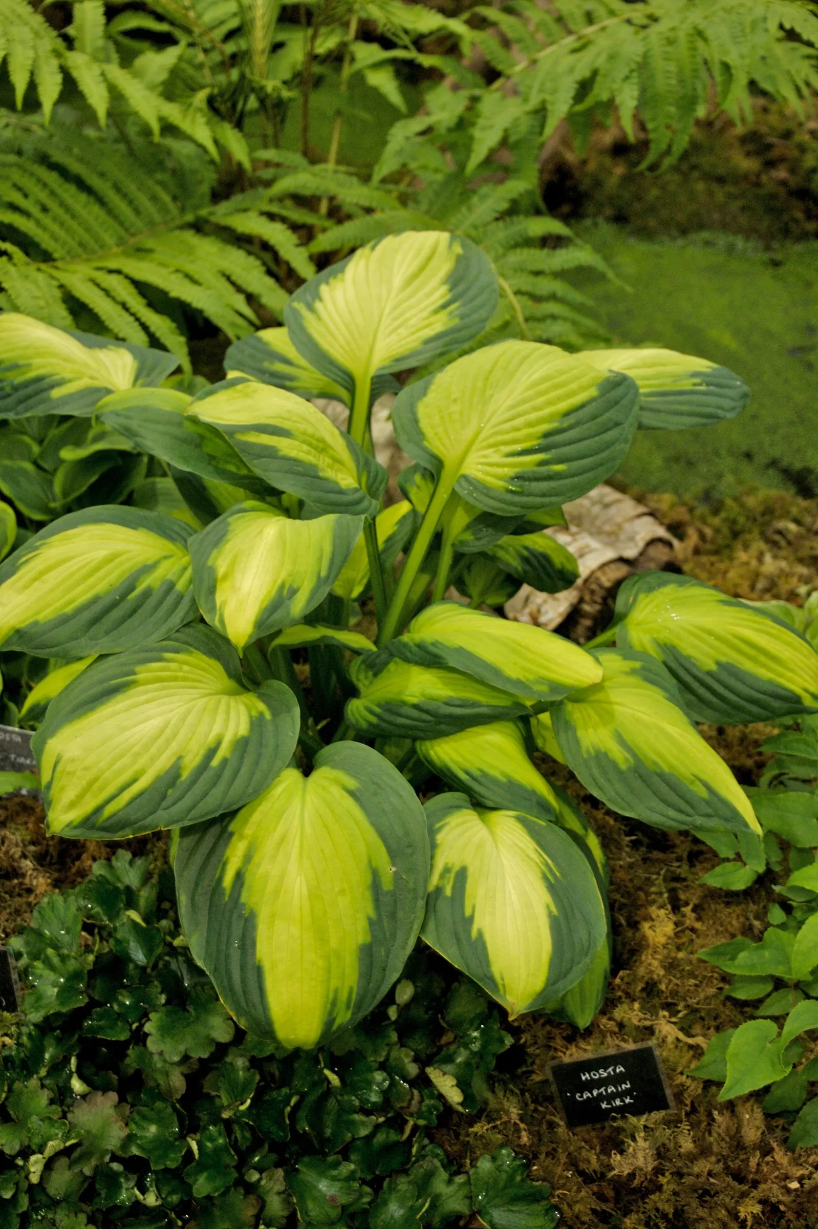 Captain Kirk Hosta (Hosta 'Captain Kirk') — growing up to 22 inches in height and spreading 36 inches wide