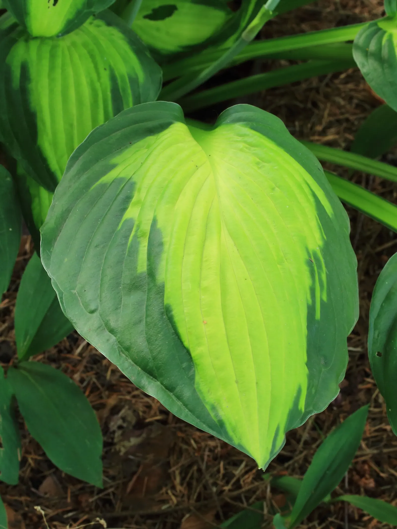 Captain Kirk Hosta (Hosta 'Captain Kirk') — The Hosta 'Captain Kirk' is a robust perennial with striking foliage