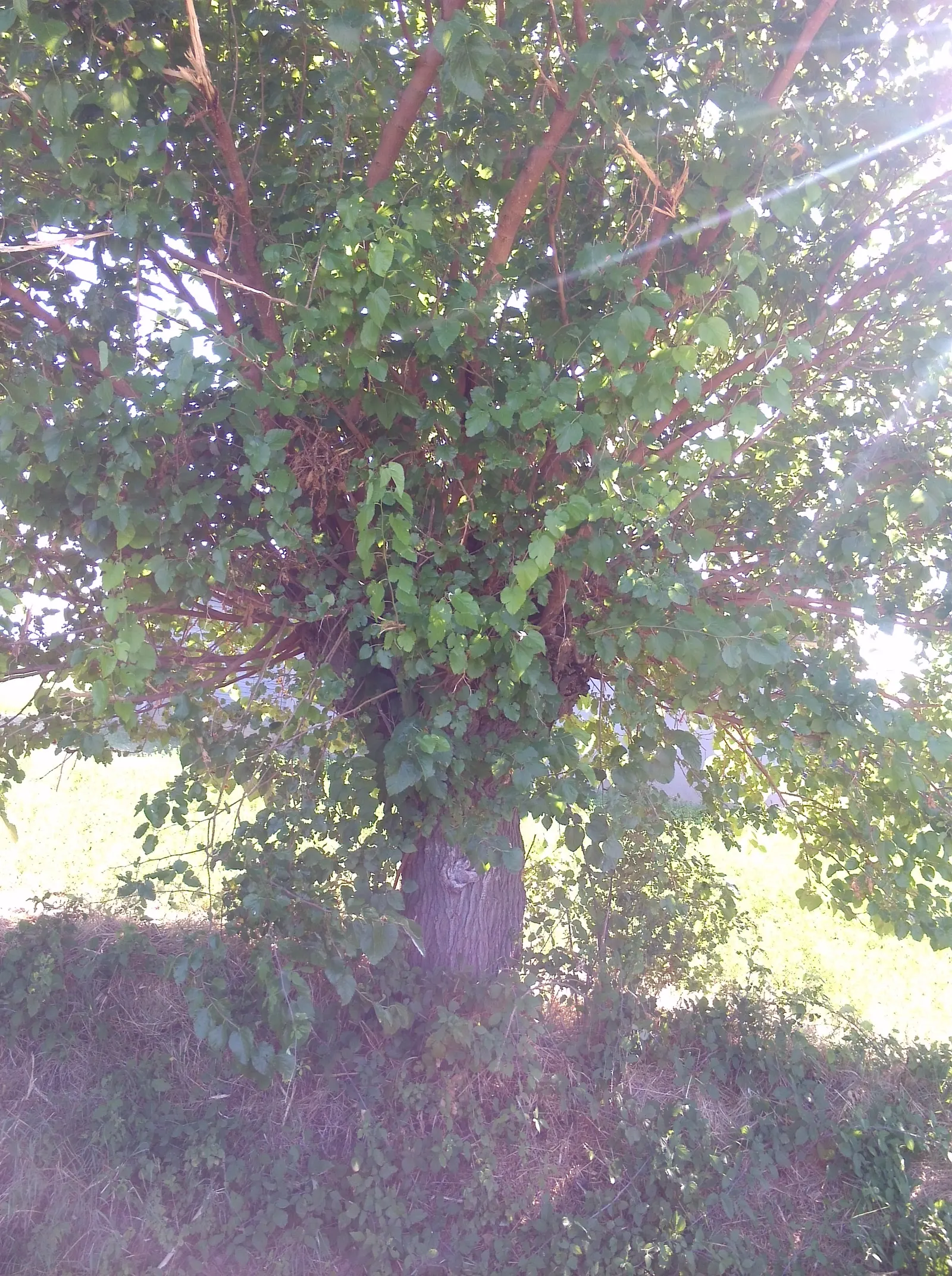 Fruitless Mulberry (Morus Alba 'Fruitless') — It's cherished for its large, lobed leaves that create a dense canopy, offering robust cooling shade