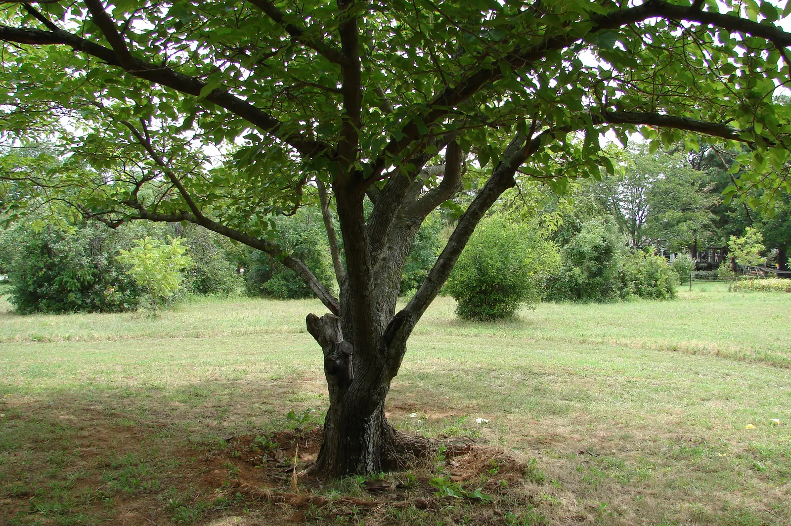 Fruitless Mulberry (Morus Alba 'Fruitless') — is a vigorous deciduous shade tree