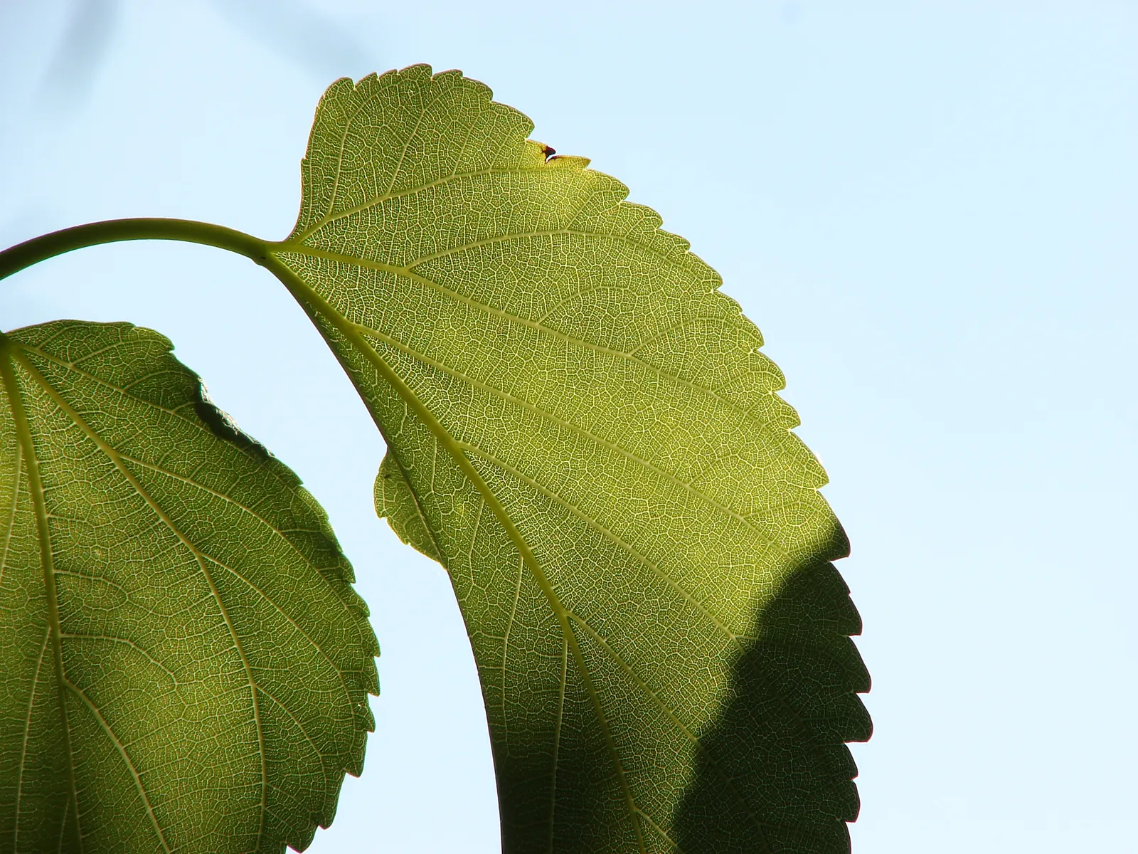 Fruitless Mulberry (Morus Alba 'Fruitless') — reaching up to 30ft in height and 35ft in spread