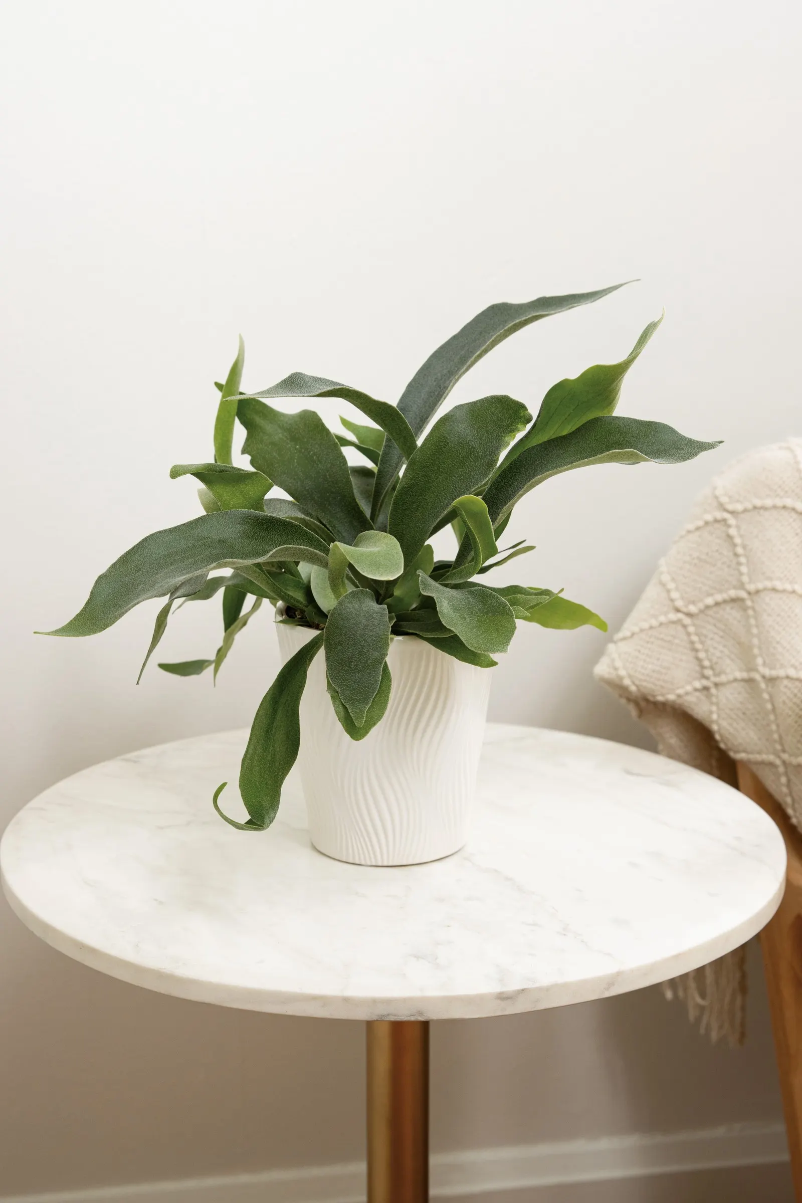 Sword Dance™ Staghorn Fern (Platycerium bifurcatum) — is a compact epiphytic fern with upright