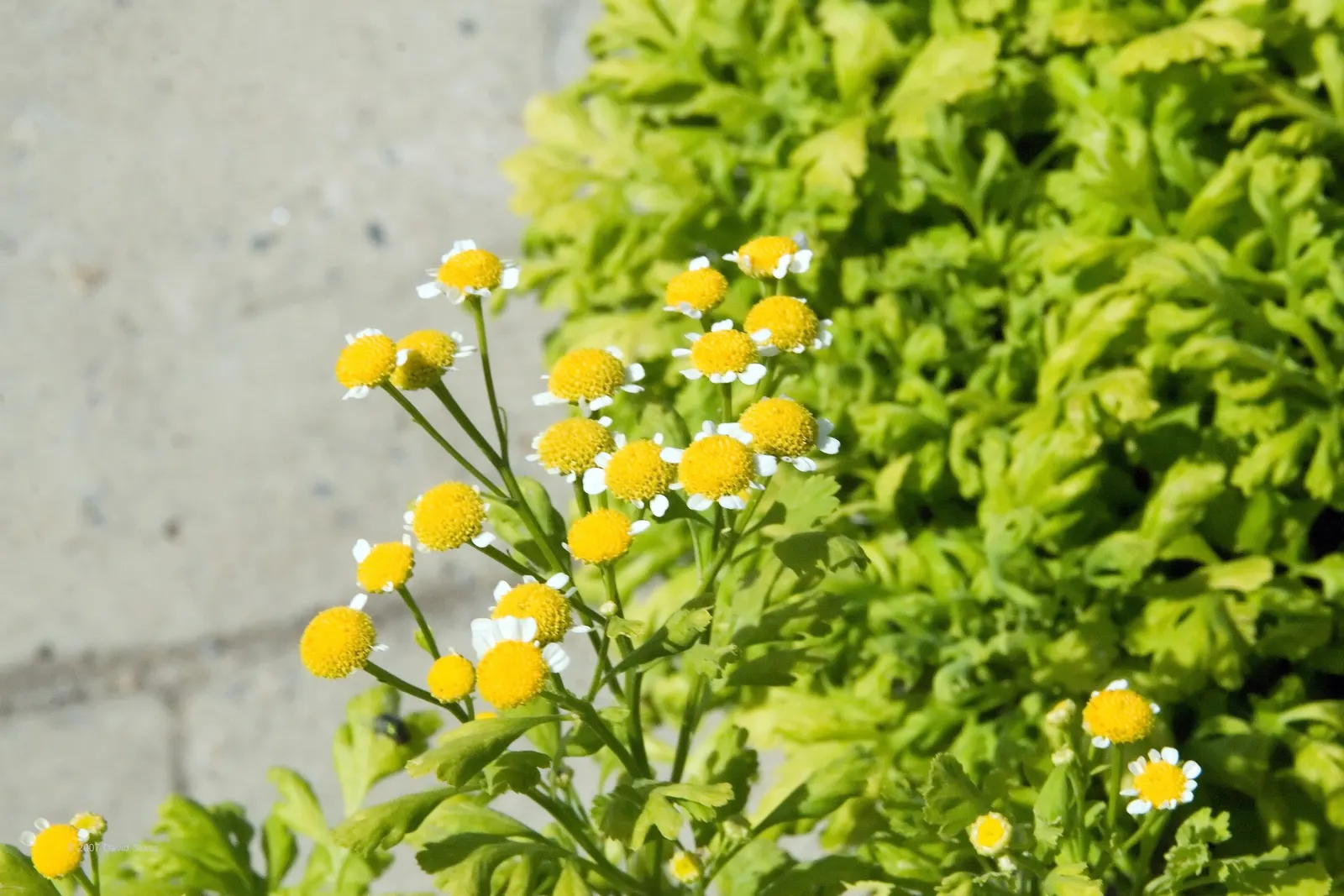 Golden Feverfew (Tanacetum Parthenium 'Aureum') — Golden Feverfew (Tanacetum parthenium 'Aureum') is a herbaceous perennial with vibrant chartreuse foliage