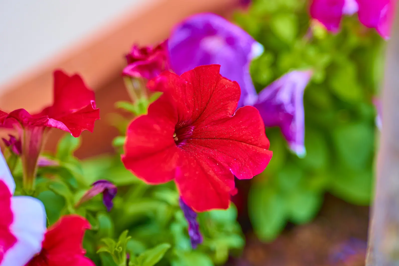 Petunia (Petunia X Hybrida) — with some showing striking patterns or veining; offering visual interest and dynamic range in their garden, image 100