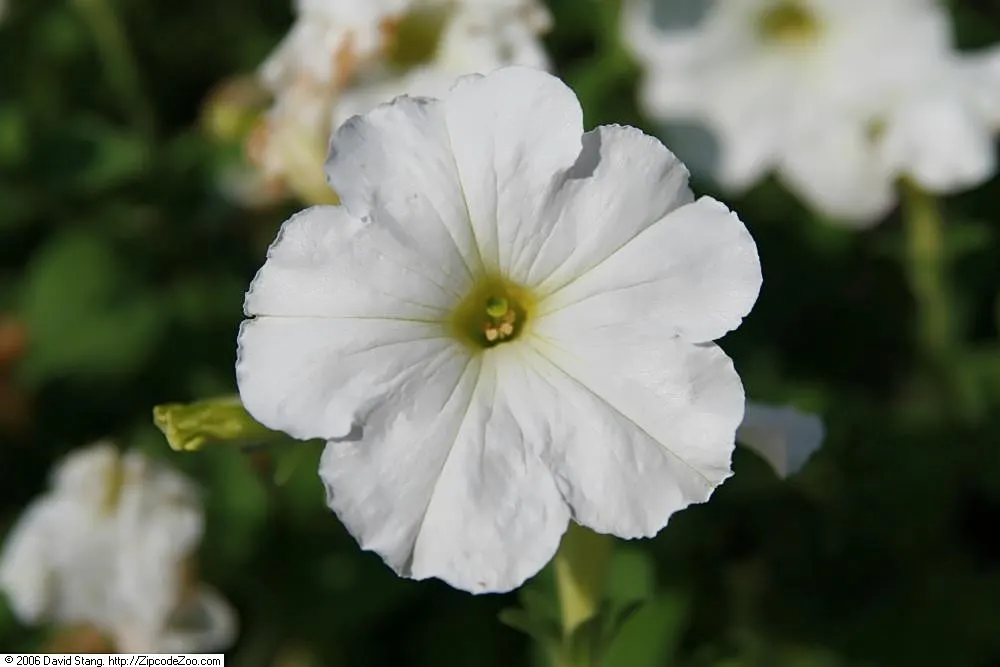 Petunia (Petunia X Hybrida) — with some showing striking patterns or veining; offering visual interest and dynamic range in their garden