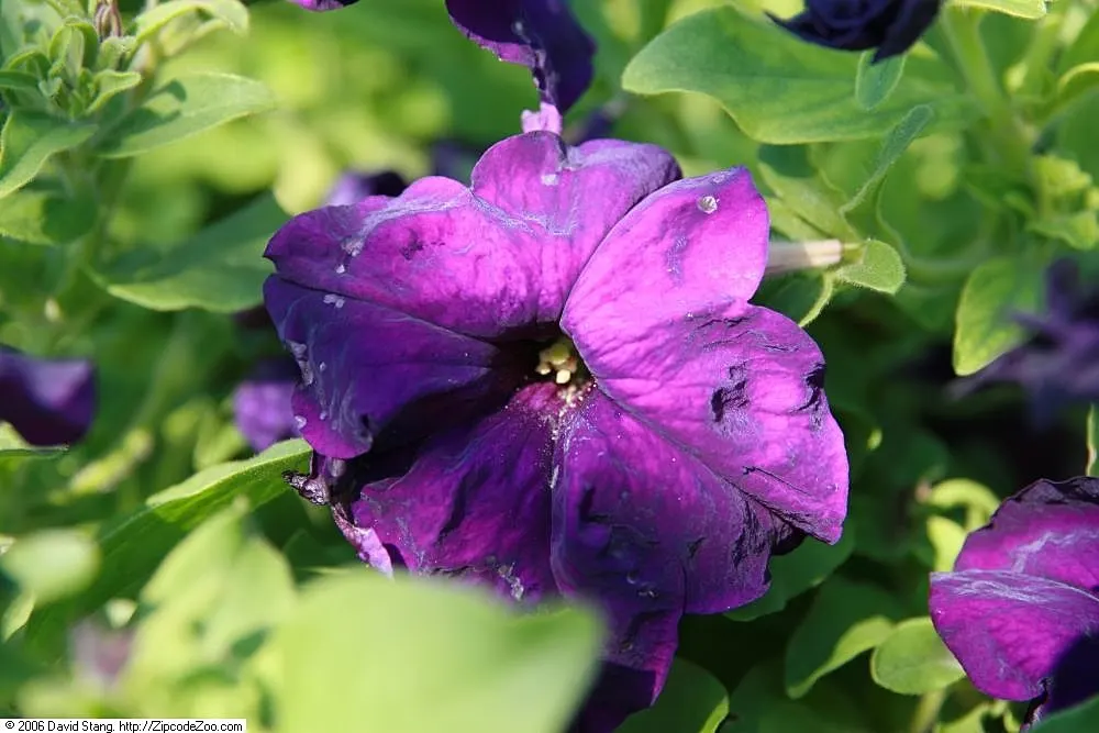 Petunia (Petunia X Hybrida) — They thrive in well-drained