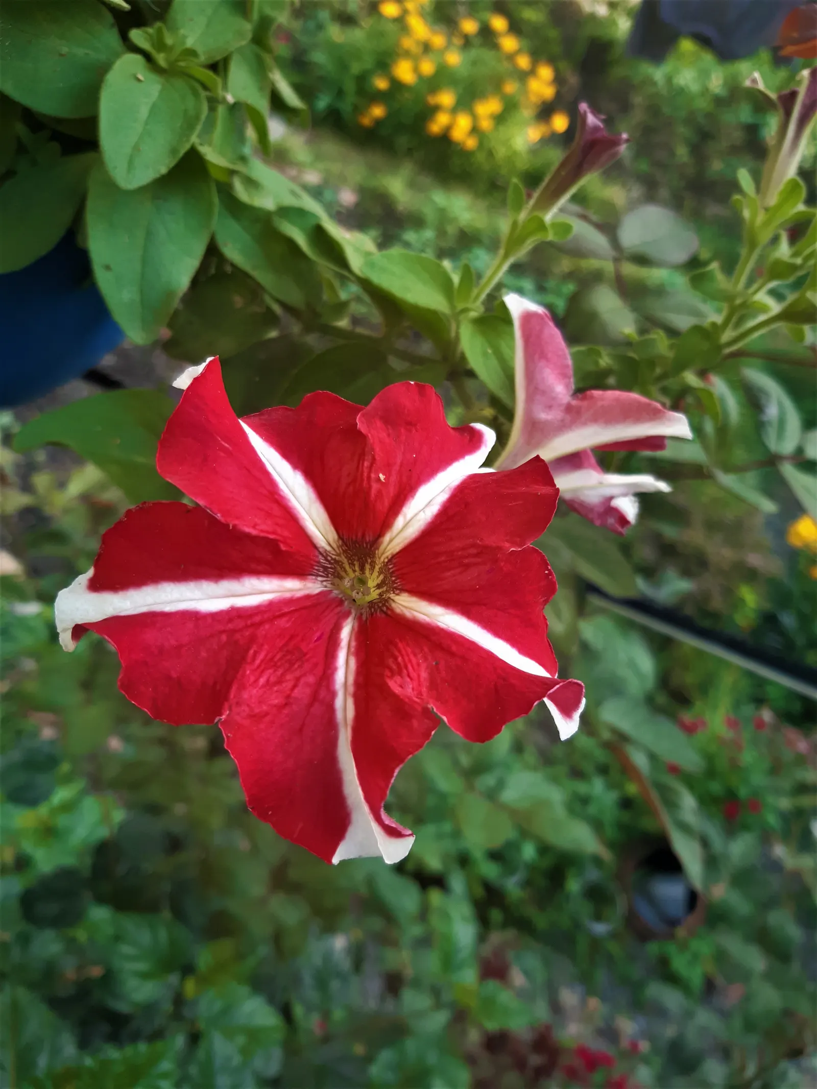 Petunia (Petunia X Hybrida) — with cascading varieties providing a lush; offering visual interest and dynamic range in their garden, image 124